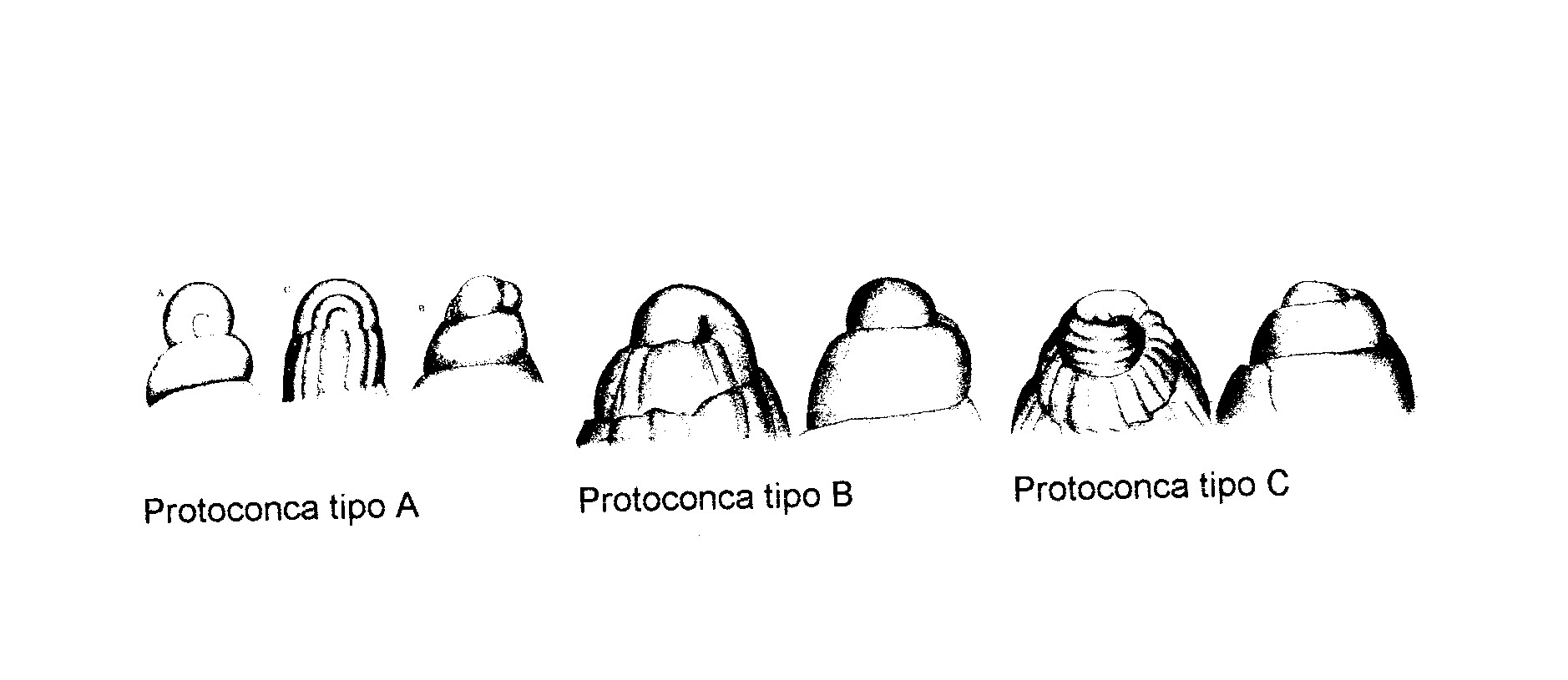 Famiglia Pyramidellidae